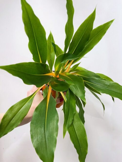 chlorophytum fire flash orange spider plant 12cm pot