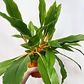 chlorophytum fire flash orange spider plant 12cm pot