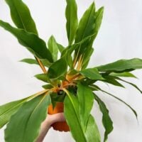 chlorophytum fire flash orange spider plant 12cm pot