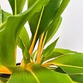 chlorophytum fire flash orange spider plant 12cm pot