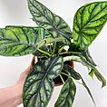 Alocasia Baginda Dragon Scale 17cm pot