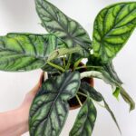 Alocasia Baginda Dragon Scale 17cm pot