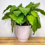 Light Pink Rose Geometric Ceramic Planter