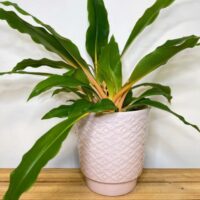 light pink rose geometric ceramic planter