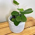 modern concrete planter with lines for 8cm pots