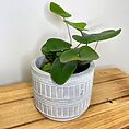 modern concrete planter with lines for 8cm pots