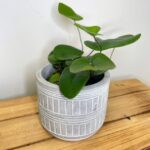 Modern Concrete Planter With Lines for 8cm pots