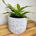 modern concrete planter with lines for 8cm pots