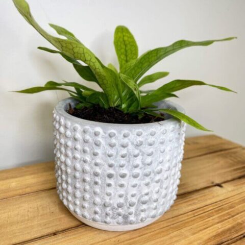 modern concrete planter with lines for 8cm pots