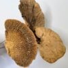Natural Dried Sponge Mushrooms For Craft and Art 45G