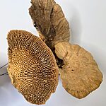 Natural Dried Sponge Mushrooms For Craft and Terrarium 45G