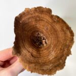 Natural Dried Kalix Mushrooms For Craft, Art 25g