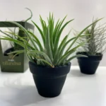 Tillandsia Air Plant In Black Terracotta pot