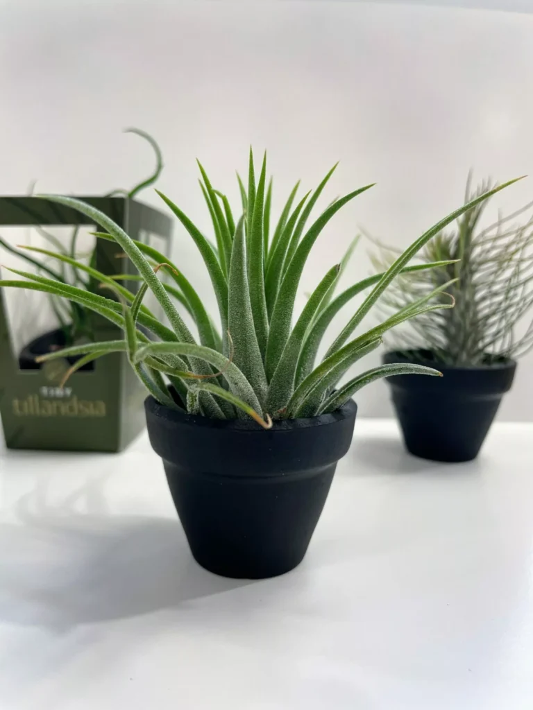 Tillandsia Air Plant In Black Terracotta pot