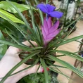 tillandsia air plant in black terracotta pot