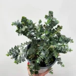 Eucalyptus Gunnii 14cm pot