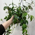 aeschynanthus marmoratus zebra lipstick plant 15cm pot reduced