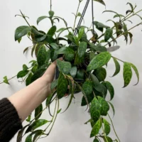 aeschynanthus marmoratus zebra lipstick plant 15cm pot reduced