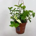 calathea triostar stromanthe sanguinea 14cm pot