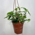 calathea triostar stromanthe sanguinea 14cm pot