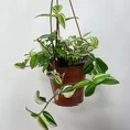 calathea triostar stromanthe sanguinea 14cm pot