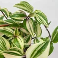 calathea triostar stromanthe sanguinea 14cm pot