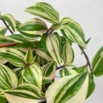 Tradescantia Fluminensis Spiderwort Plant 12cm