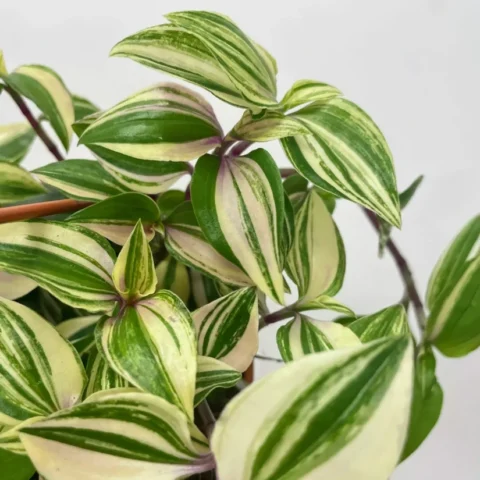 calathea triostar stromanthe sanguinea 14cm pot