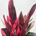 calathea triostar stromanthe sanguinea 14cm pot