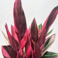 calathea triostar stromanthe sanguinea 14cm pot