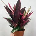 calathea triostar stromanthe sanguinea 14cm pot