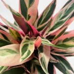 Calathea Triostar Stromanthe Prayer Plant