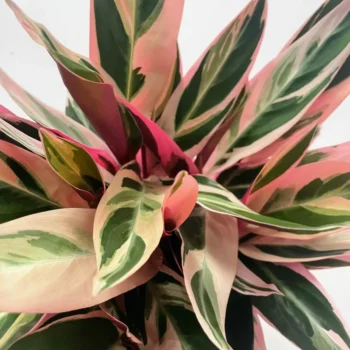 close up of calathea triostar stromanthe sanguinea