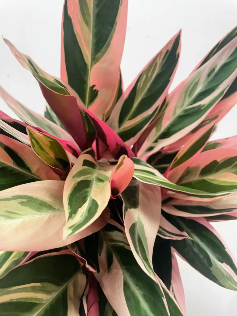 close up of calathea triostar stromanthe sanguinea