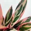 calathea triostar stromanthe sanguinea 14cm pot