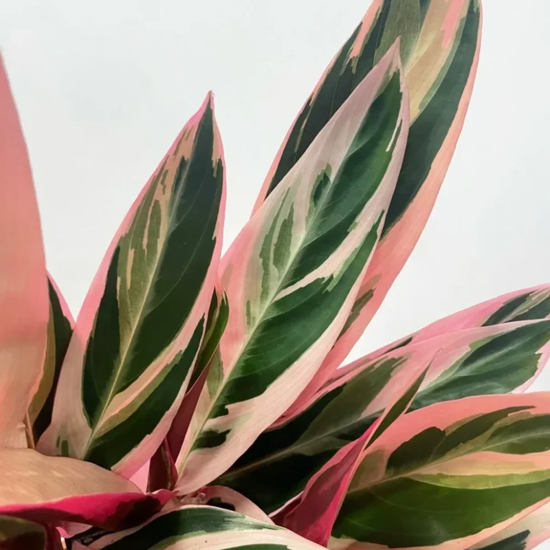 calathea triostar stromanthe sanguinea 14cm pot calathea triostar stromanthe sanguinea 14cm pot