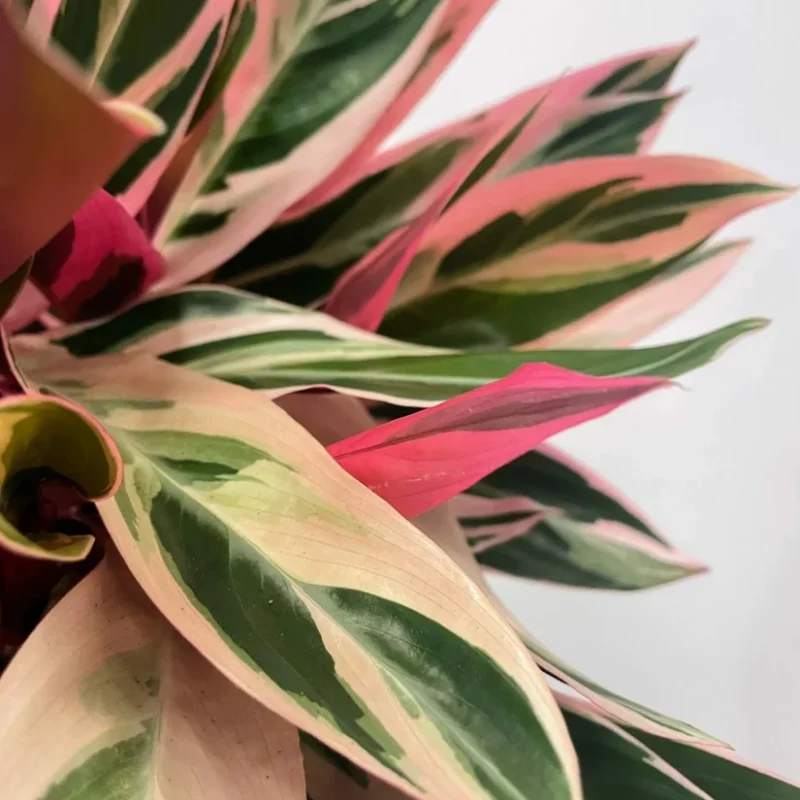 calathea triostar stromanthe sanguinea 14cm pot calathea triostar stromanthe sanguinea 14cm pot