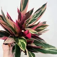 calathea triostar stromanthe sanguinea houseplant held up to camera with a white background