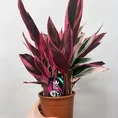 calathea triostar stromanthe sanguinea 14cm pot