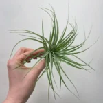Tillandsia Cotton Candy Air Plant
