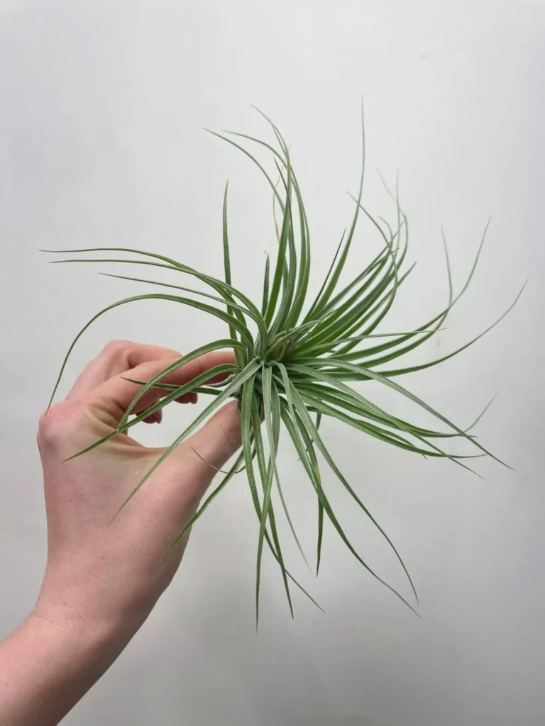 Tillandsia Cotton Candy Air Plant
