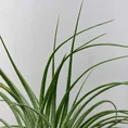 calathea triostar stromanthe sanguinea 14cm pot