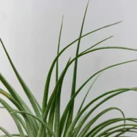 calathea triostar stromanthe sanguinea 14cm pot