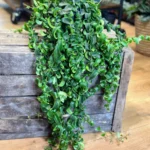 Aeschynanthus Rasta Lipstick Plant 15cm pot