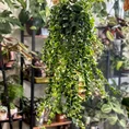 aeschynanthus rasta lipstick plant 15cm pot
