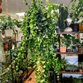 aeschynanthus rasta lipstick plant 15cm pot