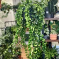 aeschynanthus rasta lipstick plant 15cm pot