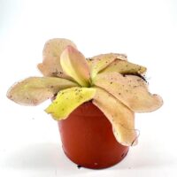 Pinguicula Guatemala: a vibrant carnivorous butterwort with unique spoon-like leaves and playful fly label.