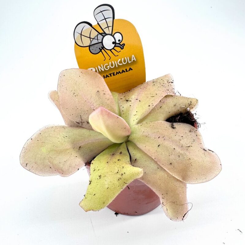 Vibrant Pinguicula Guatemala: A Playful Carnivorous Plant Pinguicula Guatemala: a vibrant carnivorous butterwort with unique spoon-like leaves and playful fly label.