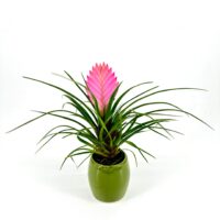 Tillandsia Cyanea Anita 6cm Green Glazed Pot